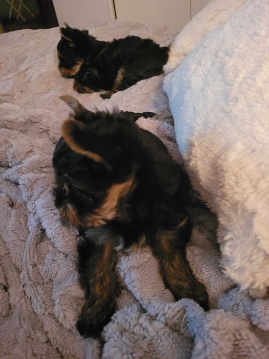 Piesek yorkshire piesek