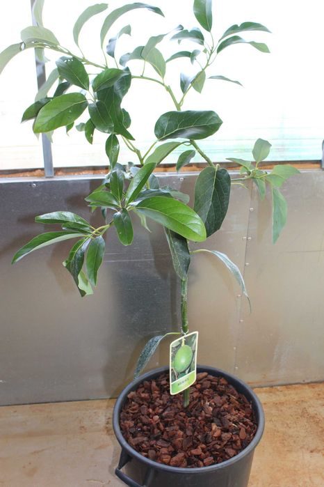 Haas Avocado Tree / Abacate Haas Arvore