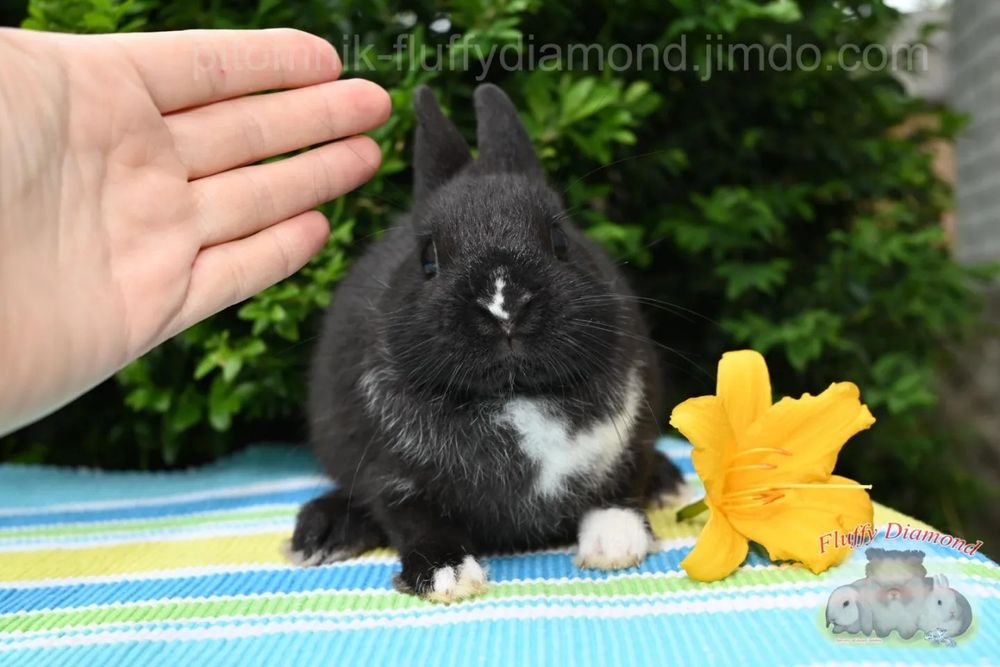 Кролики висловухі та з маленькими вушками з розплідника