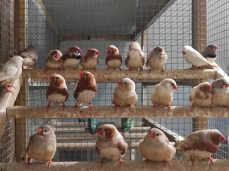 Zeberki w różnych kolorach