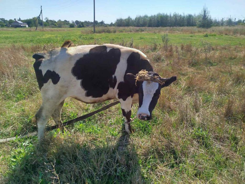 Продам гарну телицю