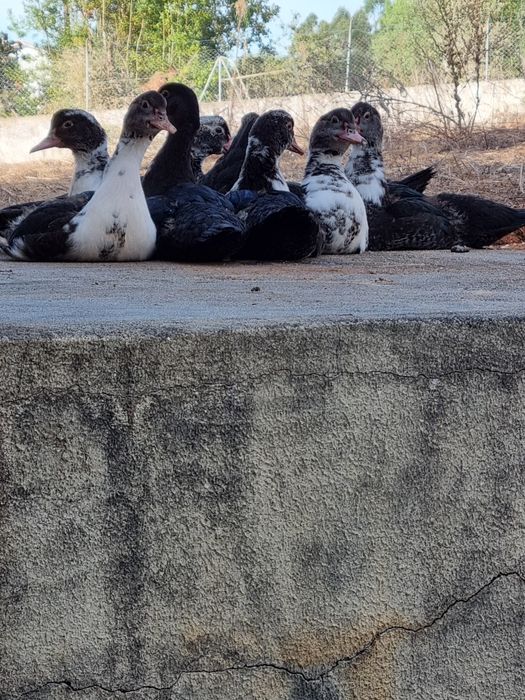 Aves, patos e galinhas