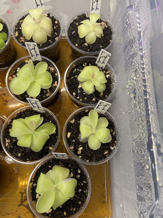 Pinguicula Guatemala