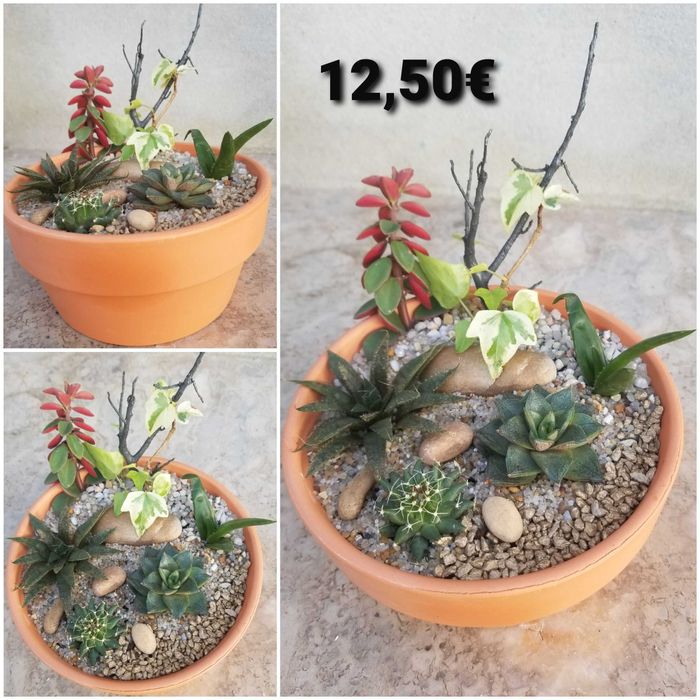 Arranjo de Suculentas