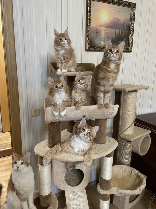 мейнкуны с документами разный окрас и возраст от месячных до года