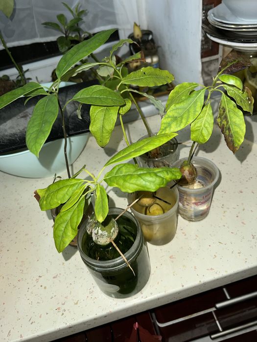 Авокадо ( проросшее)