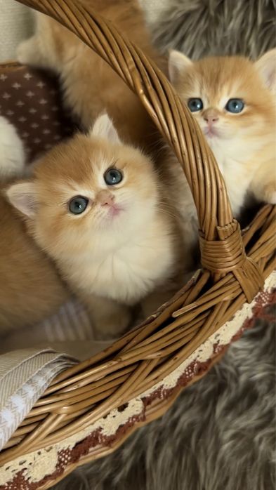 Британська золота шиншила кошеня хлопчик дівчинка