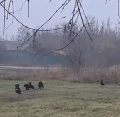 Цуцики схожі на ведмежат