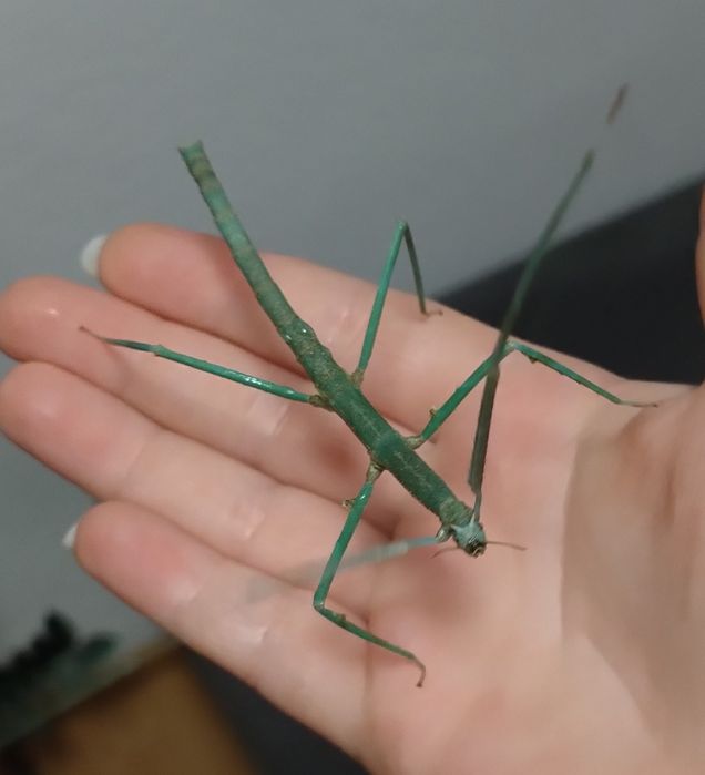 Patyczaki Rogate BLUE (Medauroidea extradentata)