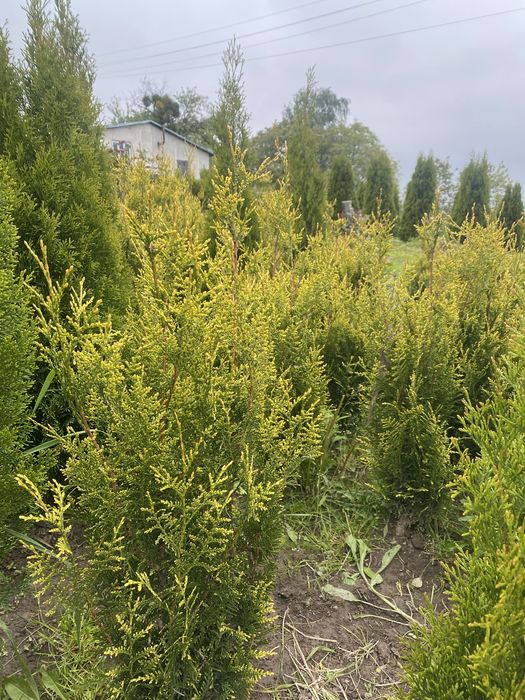 Туя  Західна Yellow Ribbon