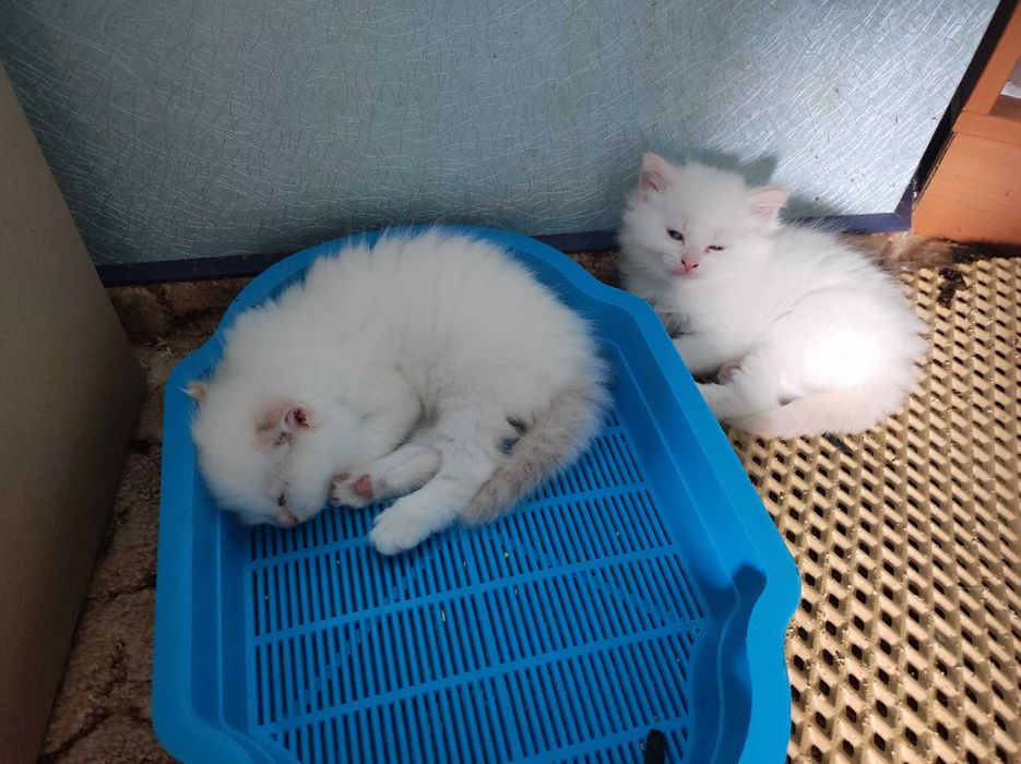 Кошенята невської маскарадної породи