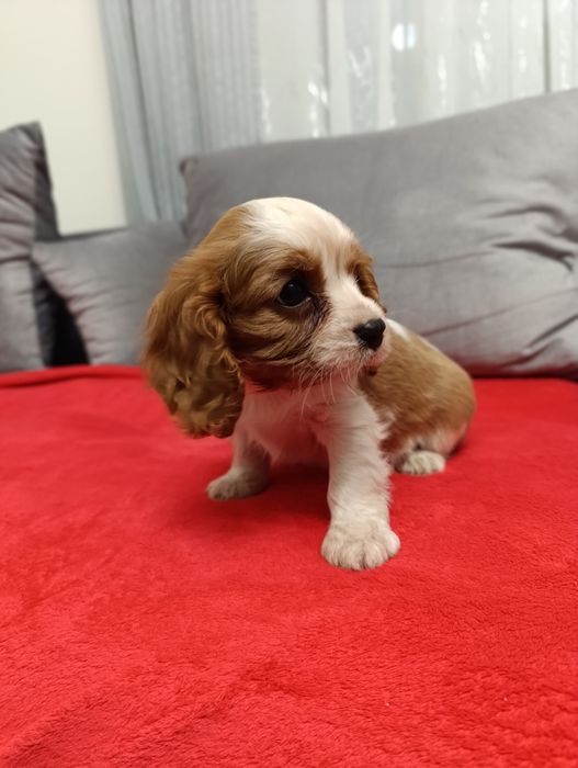 Sunia - Cavalier Charles Spaniel
