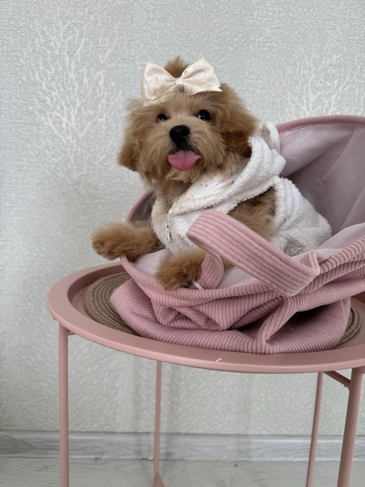 Дивовижна дівчинка мальтіпу f-1