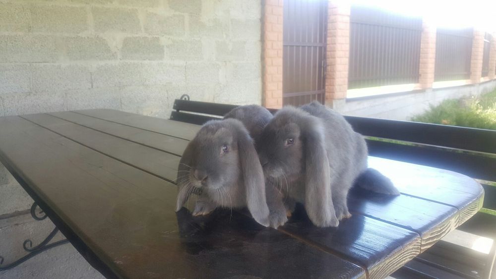 Французькі барани