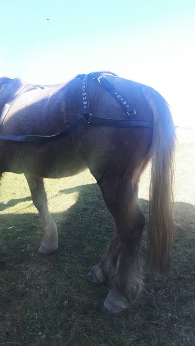 Продам Упряж для Коня