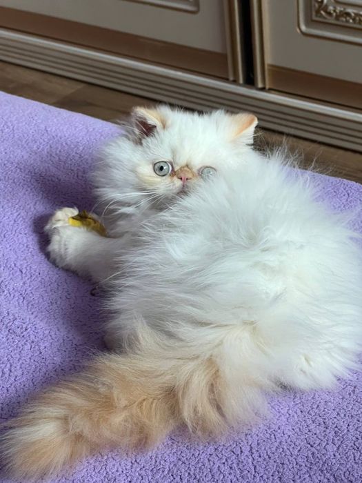 Кошеня персидське