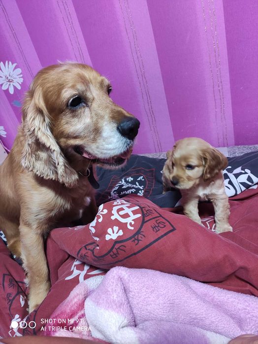 Английский кокер спаниель ищет подружку. Вязка! Читайте объявление!