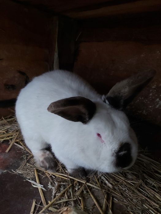 Sprzedam króliki kalifornijskie