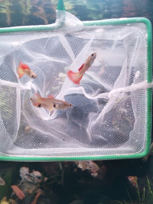 Guppys snakeskin red lace casal