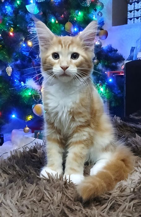 Котики Мейн-кун пухнасті подаруночки