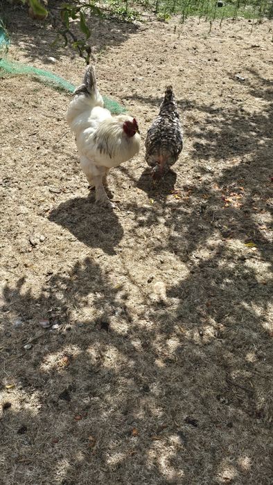 Vendo galo e galinhas Brahma light