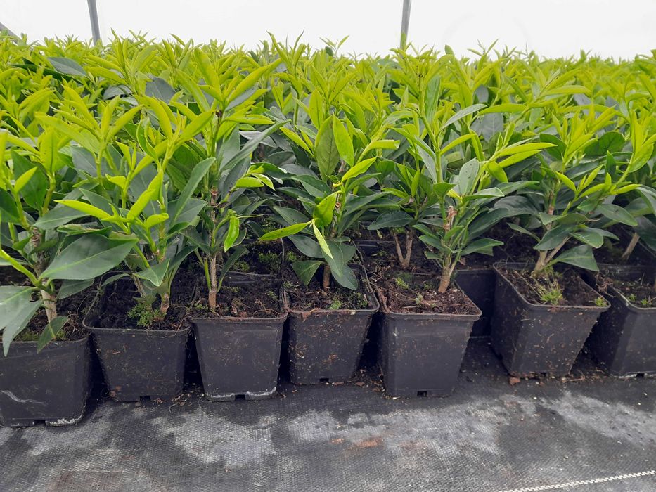 Laurowiśnia wschodnia! 200 cm! Novita! Elly! Etna! Prunus! Sadzimy!
