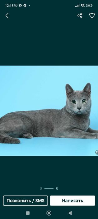 Вязка Російська блакитна (Русская голубая)