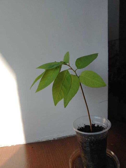 Саджанці Аннона, Саженцы Аннона