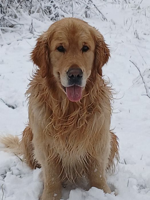 В'язка золотистого ретривера