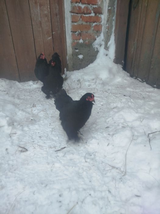 Кури карликовий кокенхін