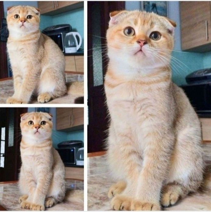 Золотой шиншиллка мальчик красавчик фолдик