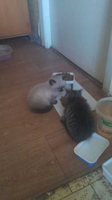 Продаються кошенятка