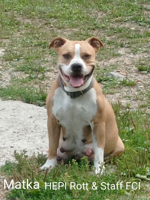 Amstaff suczka Rodowód ZKWP/ FCI Zapraszamy do rezerwacji