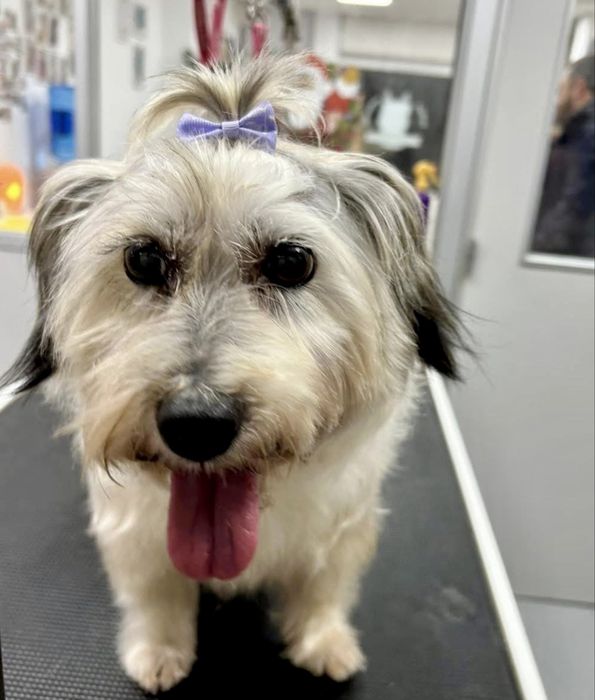 Cadela porte pequeno para adoção responsável