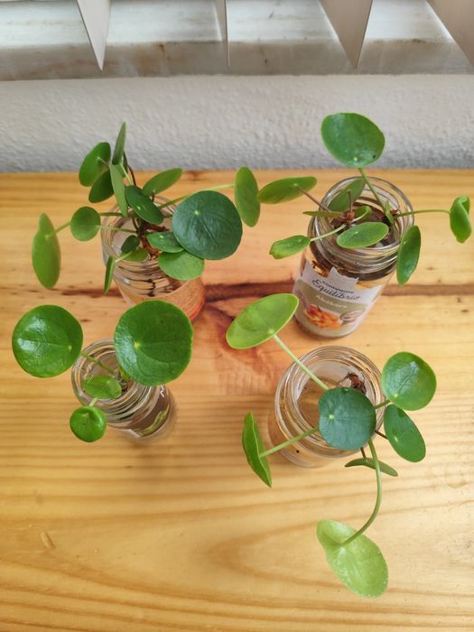 Planta Pilea Peperomioides