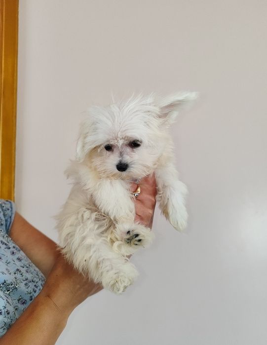 Śliczny Piesek Maltańczyk  • GOTOWE DO ODBIORU