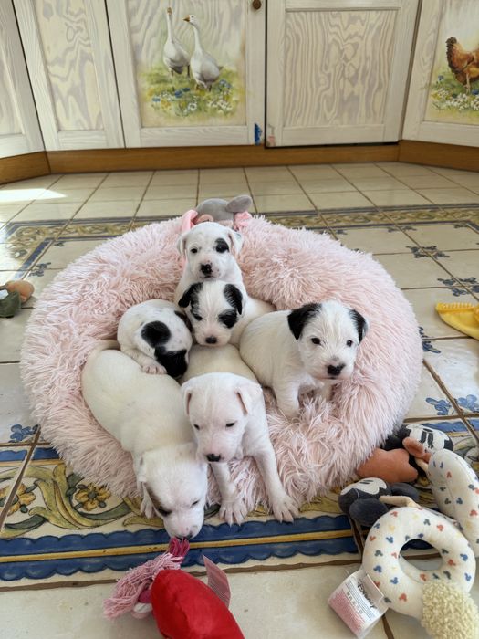 Parson Russell Terrier FCI - gotowa do odbioru