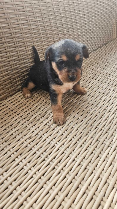 Śliczne suczka szuka domu