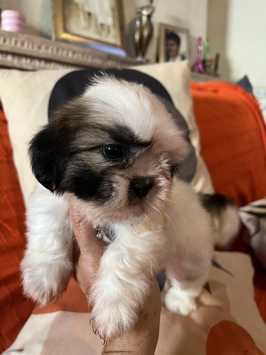 Shi-tzu excelente  femea mini