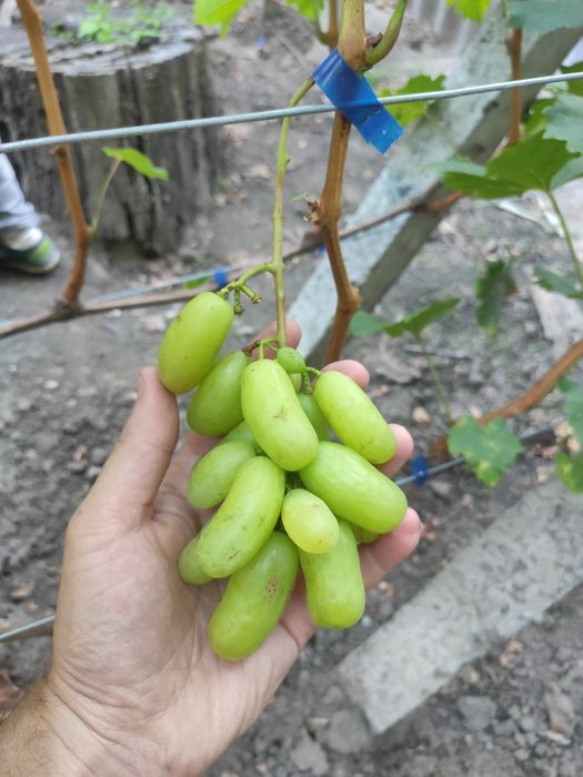 Саджанці винограду