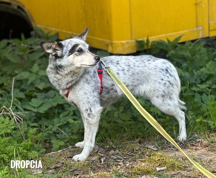 Delikatna, 10 kg, nieśmiała Dropcia. Adopcja