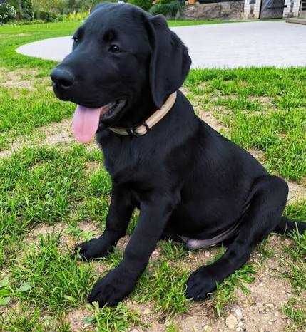 labrador retriever szczeniak