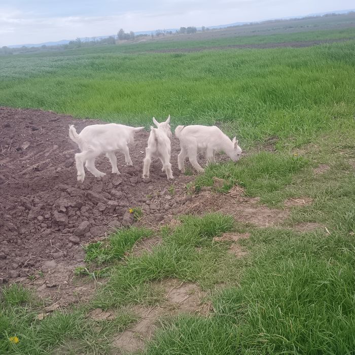 Продам козенят у добрі руки