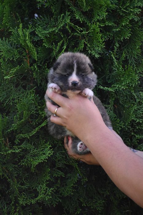Akita Inu, Akita Japońska - FCI/ZKwP