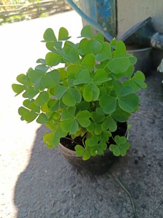 Киселиця,кислица( є багато інших квітів)