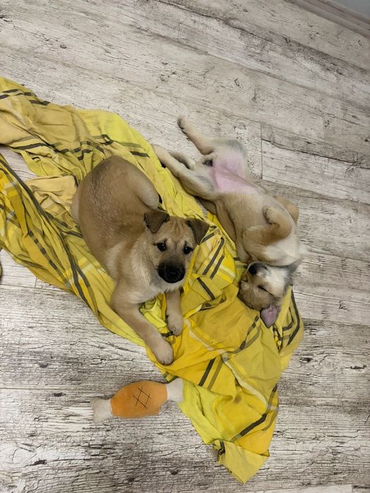 Цуценята шукають дім