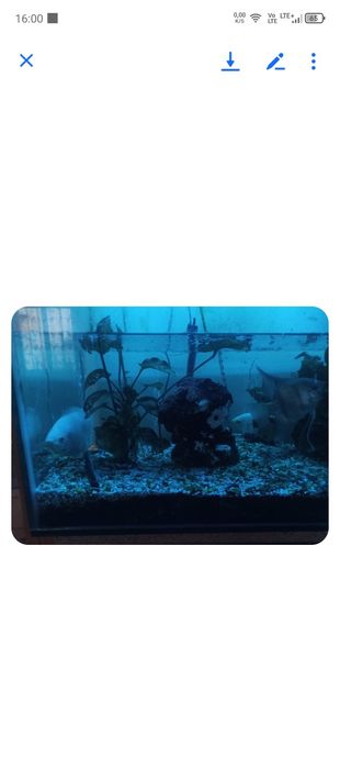 Akwarystyka Akwarium