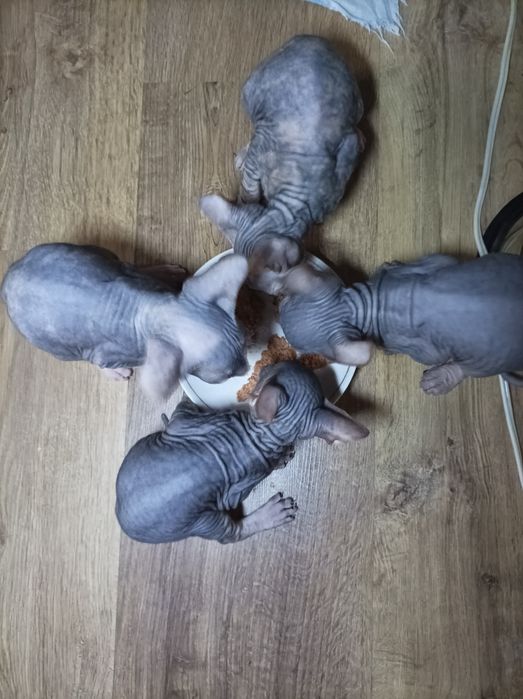 Кошенята Донського Сфінкса!