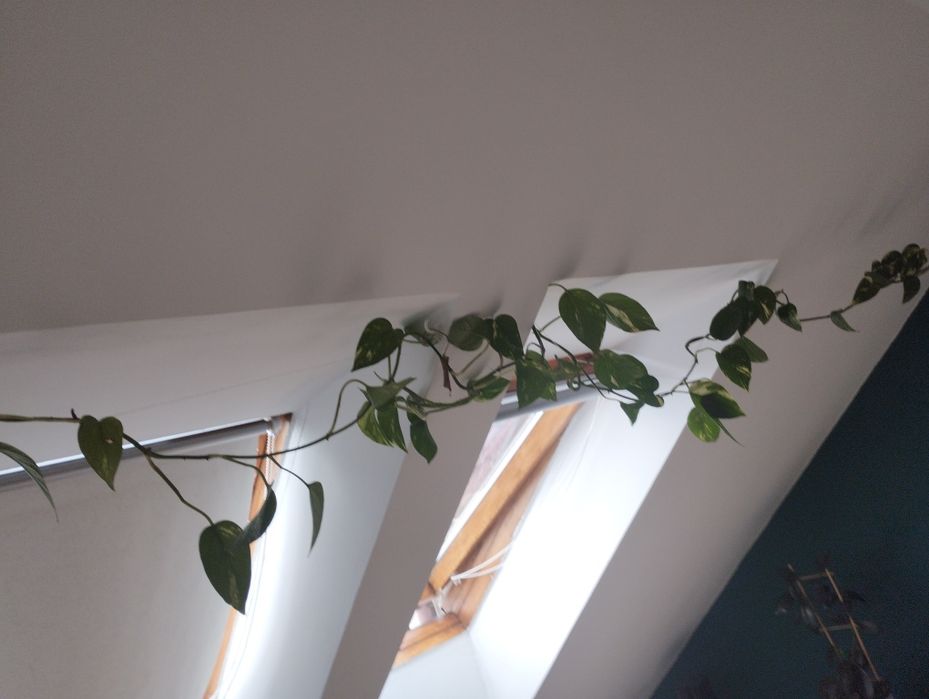 Kwiat Epipremnum wyhodowany, długi