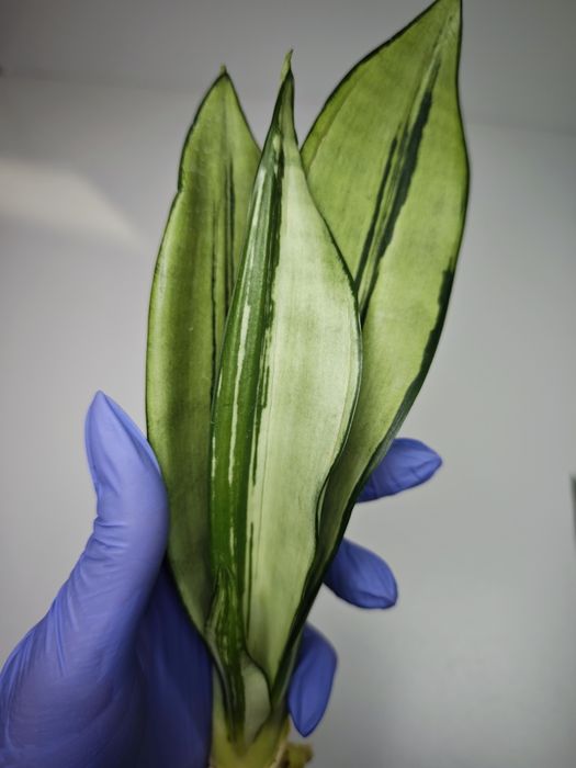Sansevieria Moonshine mutant